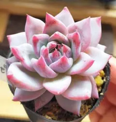 メルカリ便】 桃染華 ミックスベリア 多肉植物 おらいさん苗 - メルカリ