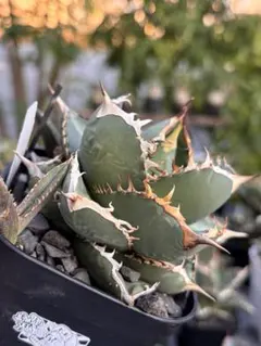 agave oteroi siciliana 発根済み 子株 - メルカリ