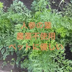 人参の葉　農薬不使用ネコポスのサムネイル
