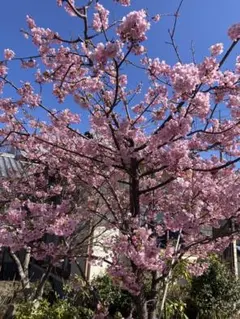 2025年最新】桜苗木の人気アイテム - メルカリ