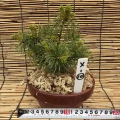 15本セット ★盆栽★ 赤石五葉松　 E-4 ★愛媛県より発送★ ☆盆栽☆ 赤石五葉松【X-15】5年物 ☆愛媛県より発送☆ - メルカリ
