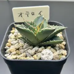 2025年最新】オテロイ実生の人気アイテム - メルカリ