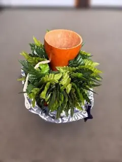 ③再度【値下げしました】イプ　高さ２９ｃｍ【おまけ/布製袋ケース＆レイポ（冠）】のサムネイル