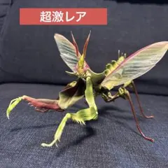 2026年最新】ニセハナマオウカマキリ オスの人気アイテム - メルカリ