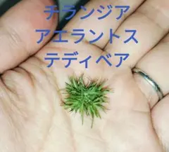 2026年最新】アエラントス テディベアの人気アイテム - メルカリ