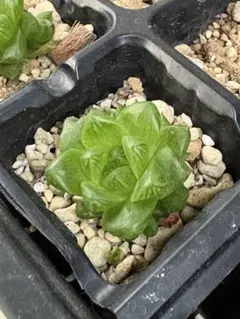 ハオルチア　オブツーサのサムネイル