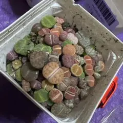 2025年最新】リトープス 土の人気アイテム - メルカリ