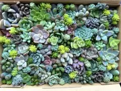 ✾おまかせカット苗 ご購入前にお願いをご一読ください˖*寄せ植え