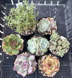 多肉植物 エケベリア・7種セット・抜き苗
