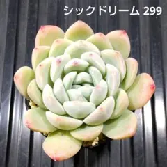 シックドリーム 299 エケベリア 多肉植物 抜き苗