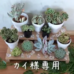 ✨カイ様専用✨【多肉詰め合わせセット】多肉植物 画像の苗を発送