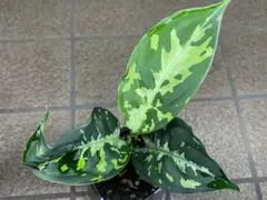 A雷切 Aglaonema pictum LA0914-3ss - メルカリ