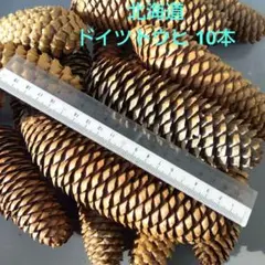 松ぼっくり 3種類のセット 各10本 ⭕️値下げ2,180円→1944円