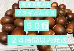 クヌギどんぐり 50個