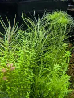 メルカリ便　ポゴステモンオクトパス水中葉2本　水草　ADA　水槽のサムネイル