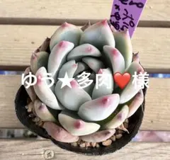 コロラータ(堀川)×中里リンゼアナ札付きポットごとメルカリ便SSSさん苗