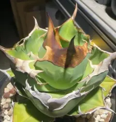 アガベ チタノタ 観葉植物 子株　毒蛇　カキコ アガベ チタノタ 観葉植物 子株 毒蛇 カキコ - メルカリ