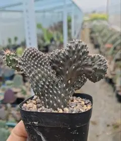 人気植物‼️ 小型硫黄団扇 とても可愛い サボテン レア種 - メルカリ