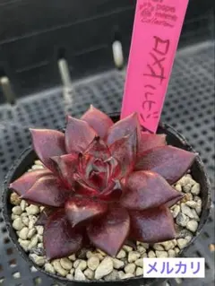 2025年最新】ルイパパさん苗の人気アイテム - メルカリ