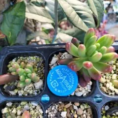 多肉植物　ルビーティント抜き苗　4cmポット入り×2❤︎❤︎