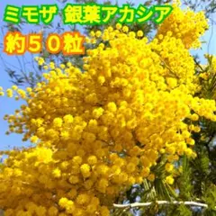 パールアカシア ミモザ 80サイズ - メルカリ