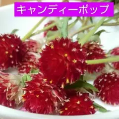 ☘️空豆☘️様 リクエスト 2点 まとめ商品