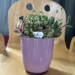 そのまま飾れる多肉植物寄せ植 大 猫ちゃん 管理書付き - メルカリ