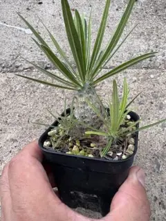 Burttianthus velutandrus Bintulu TB便 タグ付 - メルカリ