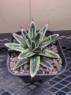 2025年最新】アガベ笹の雪虎斑の人気アイテム - メルカリ