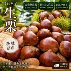 茨城県産】生栗 約1.5kg！ 無農薬 サイズミックス - メルカリ