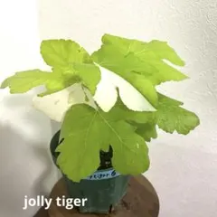 あべちゃーん様 リクエスト 3点 まとめ商品