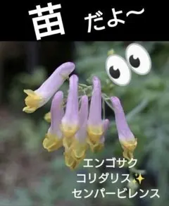 苗だよ〜　エンゴサク　コリダリス　山野草　宿根草　センパービレンス　苗だよ〜