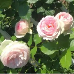 バラ苗 ビエドゥー 薄ピンクの絞りのバラ - メルカリ