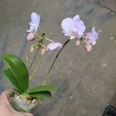 マリソル様 リクエスト 2点 まとめ商品