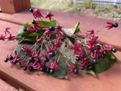 クサギの実　草木染め　1,008g 植物染料の栽培：クサギの実の収穫 - Shukuko Quilt