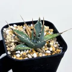 2025年最新】エボリスピナ の人気アイテム - メルカリ