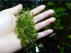 パールグラス 水中葉 12本 5cm前後 - メルカリ