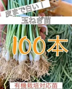 Nao様 リクエスト 2点 まとめ商品