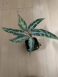 2026年最新】アグラオネマ ピクタム laの人気アイテム - メルカリ