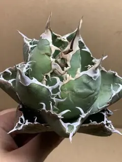 昊姐さん様 リクエスト 2点 まとめ商品