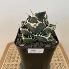 2025年最新】海王 アガベの人気アイテム - メルカリ