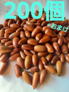 どんぐり　マテバシイ　200個+おまけ