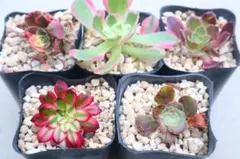 Aeonium 5 버라이어티 세트 “파이어워크 & 모틀드 블랙 마스터 & 가디스 & 카나리아 베리게이티드 &...