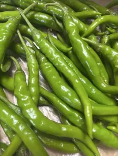 ☀激辛青唐辛子 サンクス限定販売品　5kg ☀激辛青唐辛子 サンクス限定販売品 5kg ☀激辛青唐辛子 サンクス限定販売