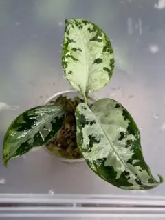 u*1様 モンステラ デビルモンスター ミントチップ Monstera DVM6