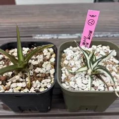 アガベ 特選笹の雪 薄雲 カキコ 銘品 流通無し 超激レア 笹の雪 - メルカリ