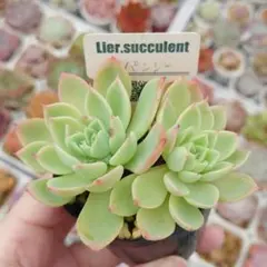 2025年最新】リエール苗の人気アイテム - メルカリ