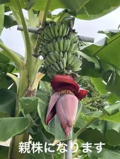 ふわチョコ◆絶対王者の糖度◆160㎝＝超・ドワーフナムワ・キング◆耐寒強 ふわチョコ様専用◇絶対王者の糖度◇160㎝＝超・ドワーフナムワ