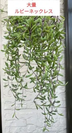 多肉植物 ルビーネックレス　大量