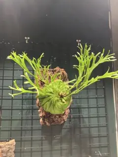 2025年最新】リドレイ ナノの人気アイテム - メルカリ